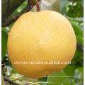 chinese fresh fengshui pears hot sale and high quality